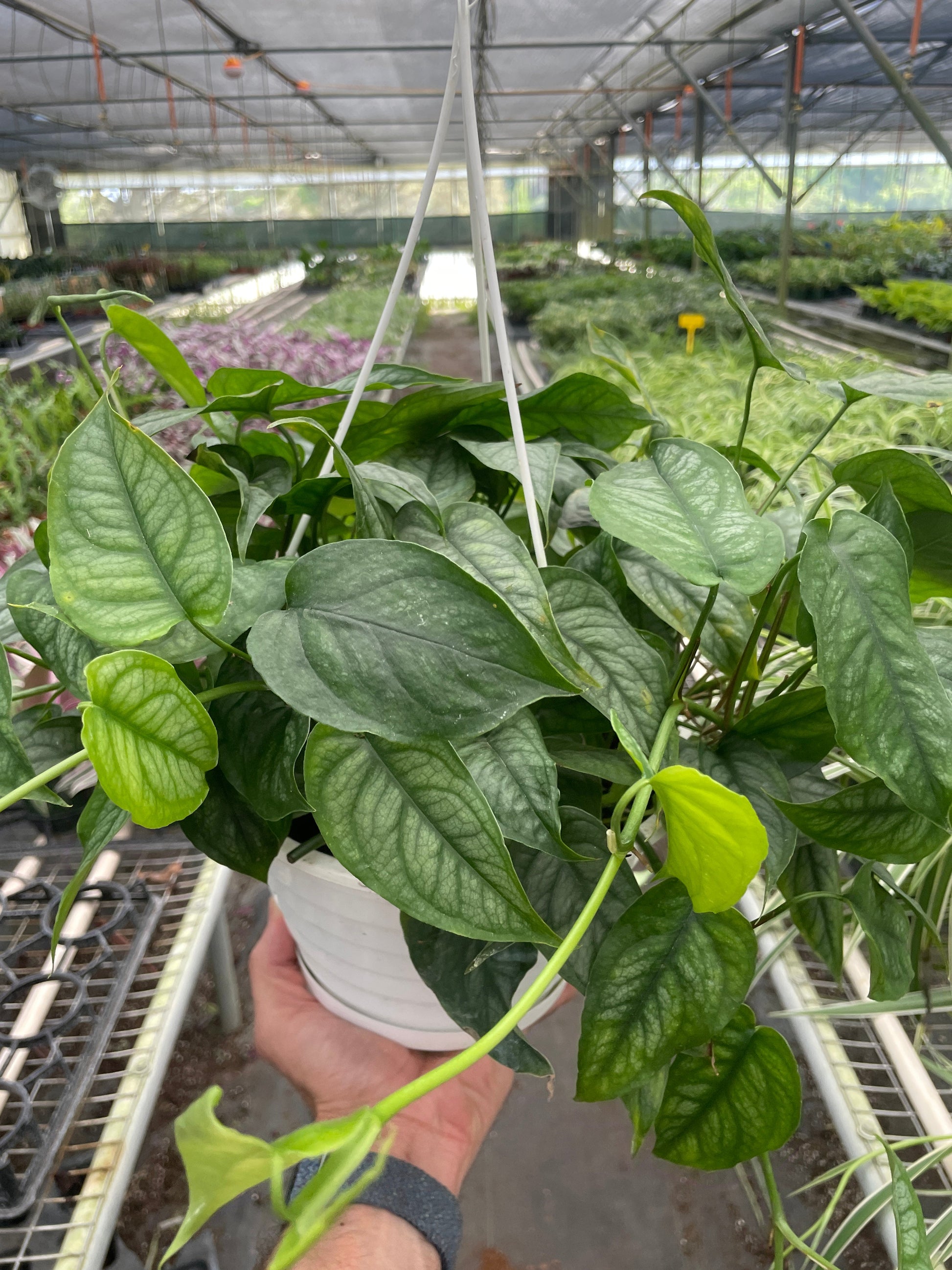 Monstera Siltepecana AKA Silver Monstera in a 6 inch hanging nursery pot. 