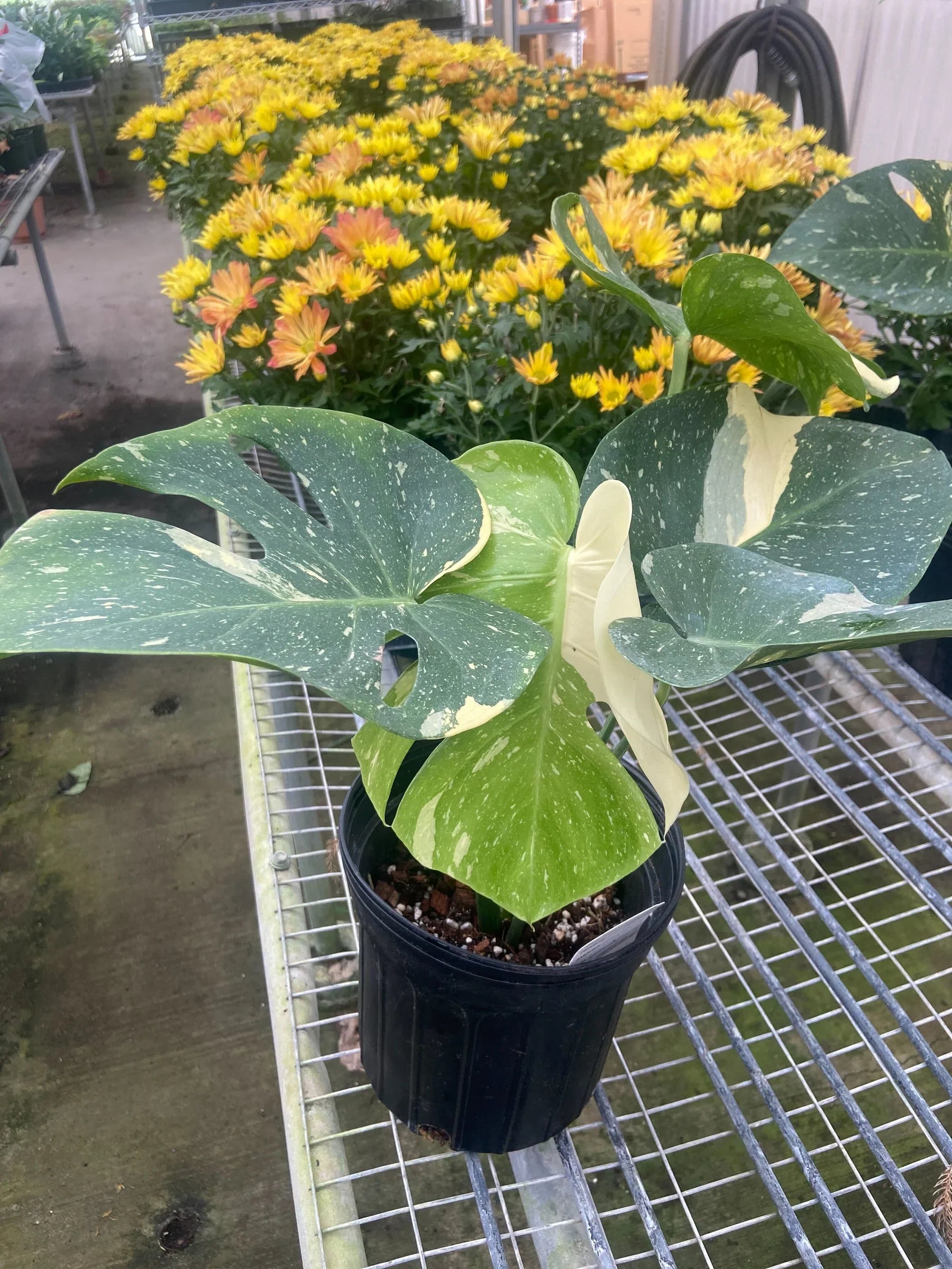 thai constellation monstera temperature Monstera Thai Constellation: Rare Plant with Celestial Vibes