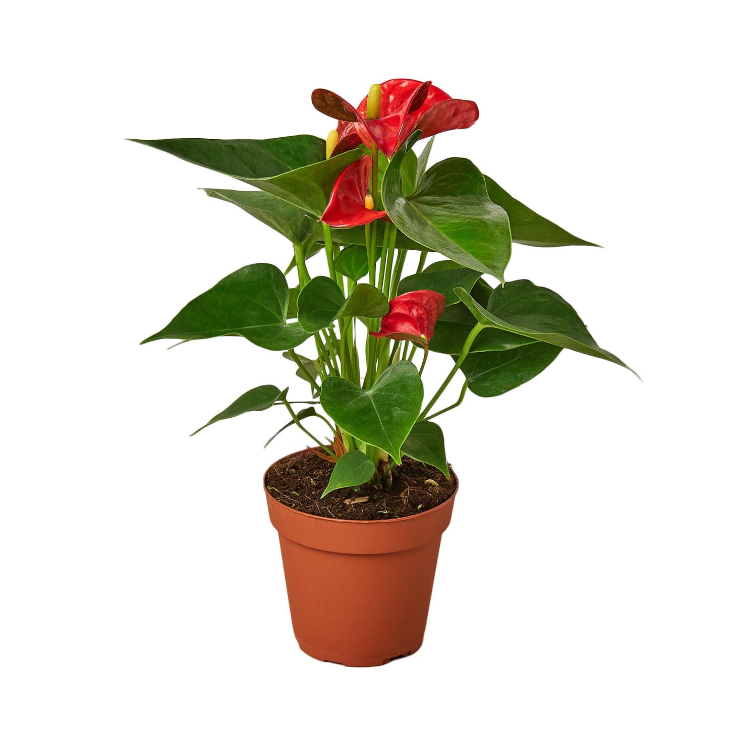 Anthurium Andraeanum Red in a six inch nursery pot 