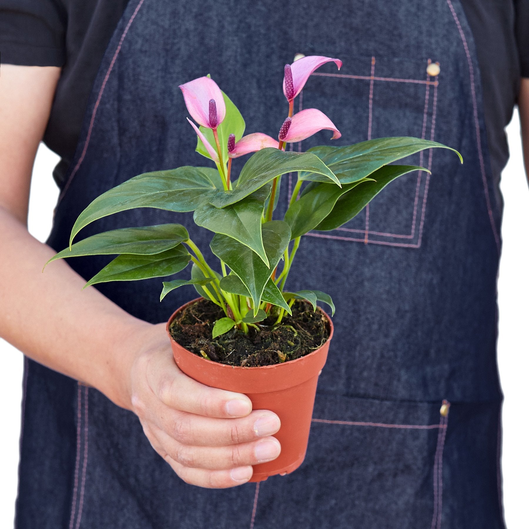 Anthurium Purple, Low-Maintenance houseplant. 