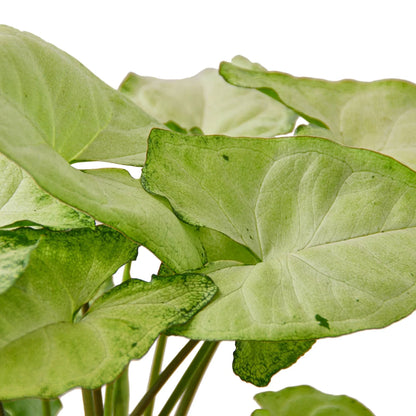 Syngonium White Butterfly