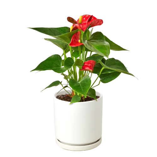 Anthurium Andraeanum Red