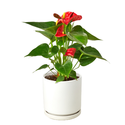 Anthurium Andraeanum Red