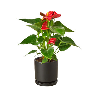 Flamingo Plant in a Black pot