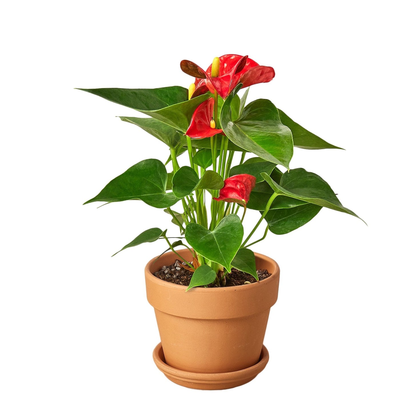 Anthurium Andraeanum Red in a terracotta pot