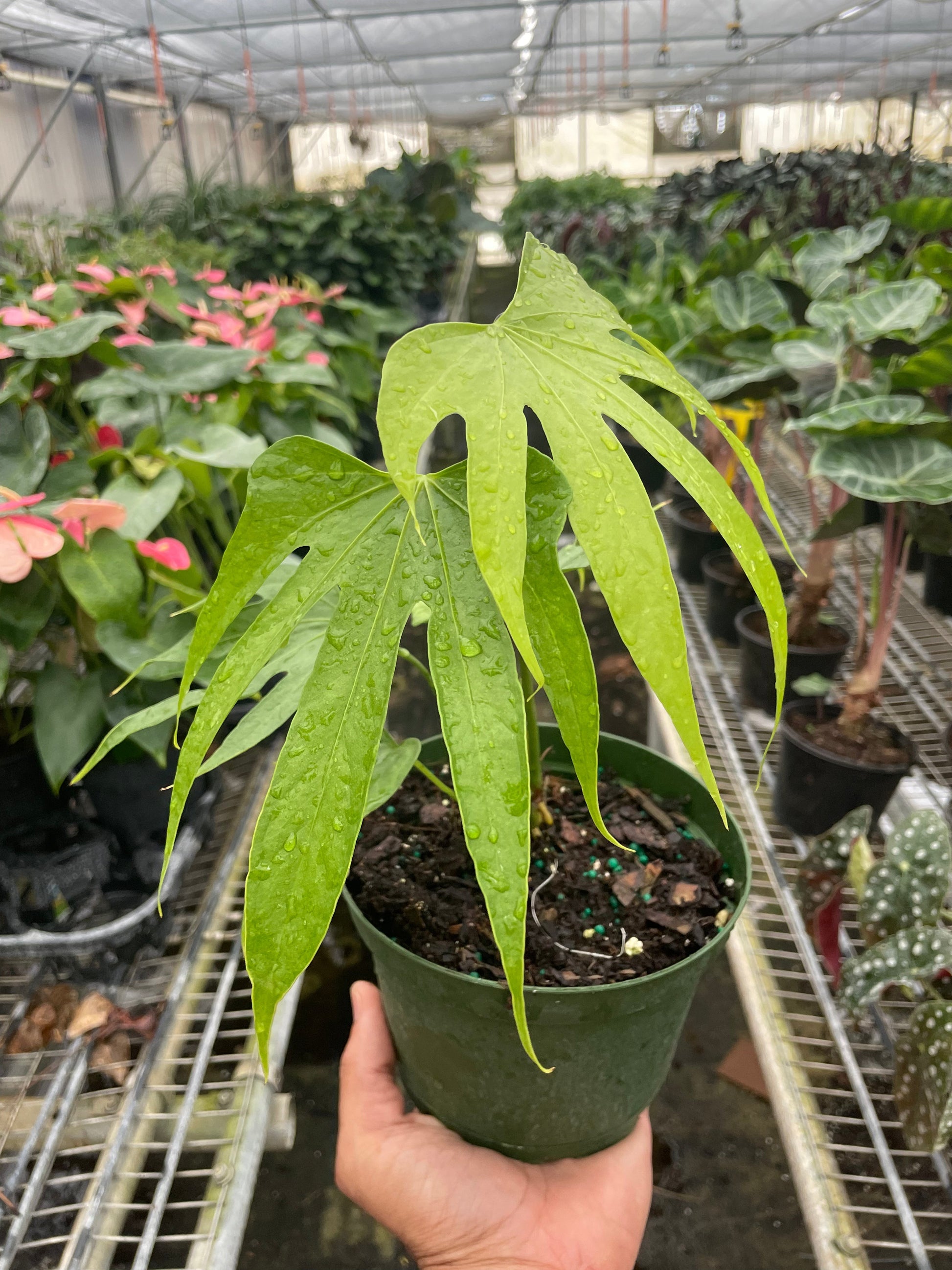 Anthurium pedatoradiatum AKA Anthurium Fingers