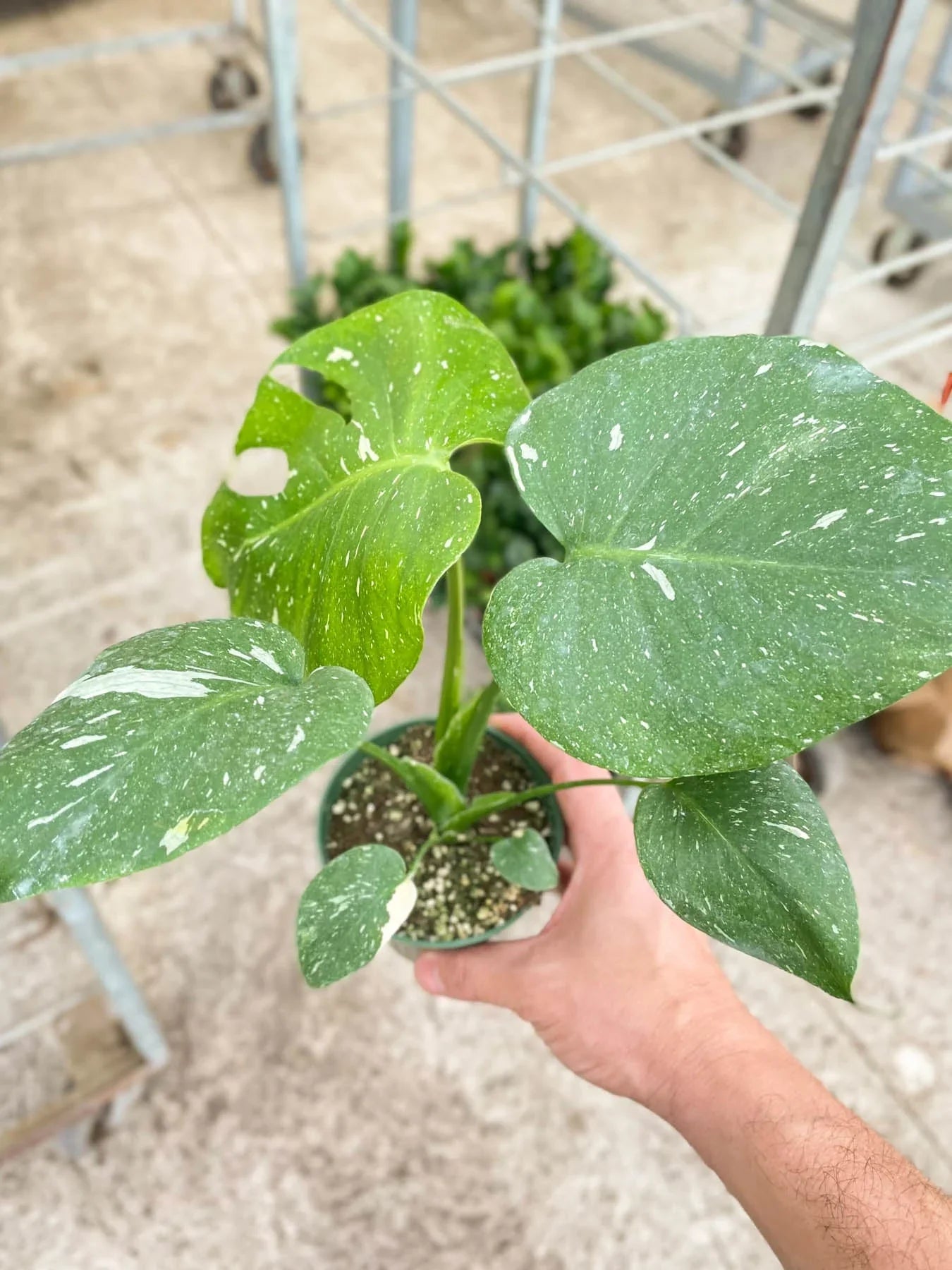 Monstera Thai 
Constellation