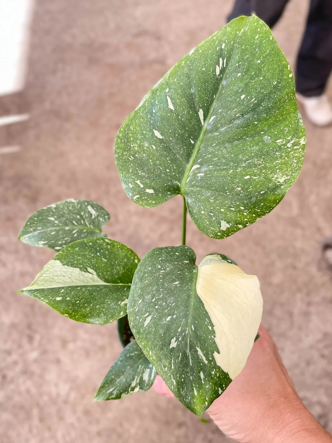 Small Monstera Thai Constellation