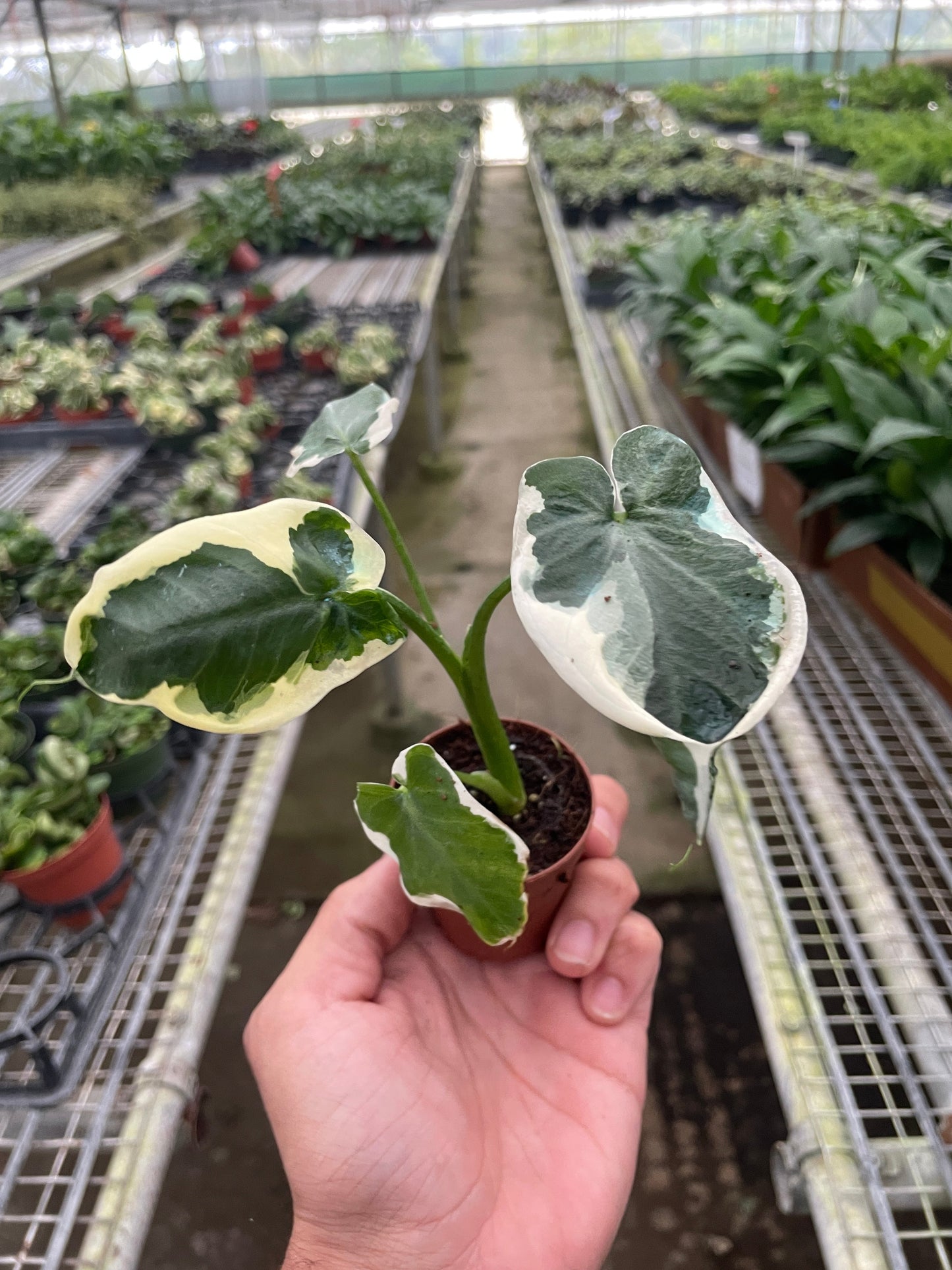 Alocasia Mickey Mouse