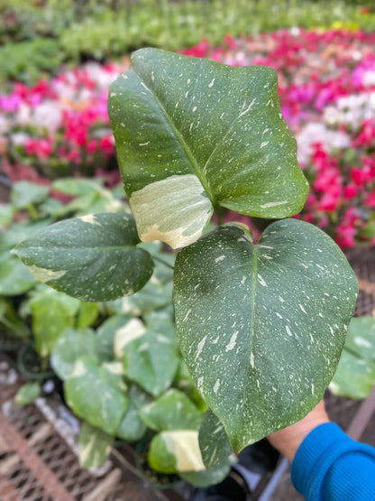 Variegated Monstera