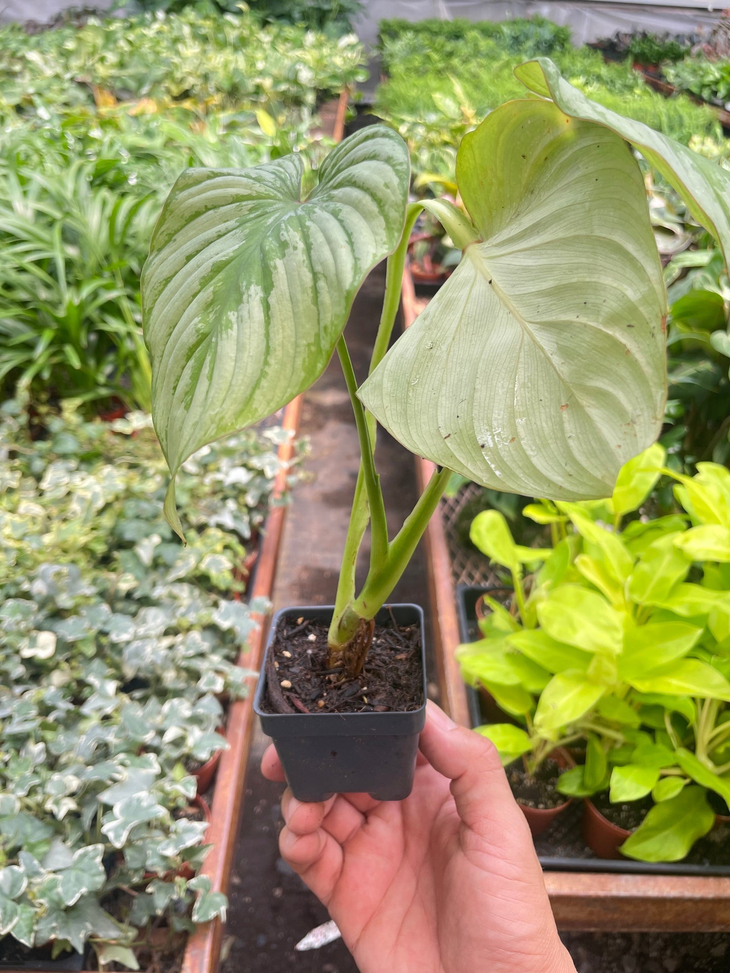 Philodendron 'Mamei'