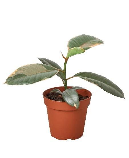 Ficus Elastica Ruby Pink in a 4 inch nursery pot