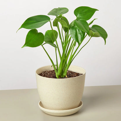 Monstera Split-Leaf Deliciosa
