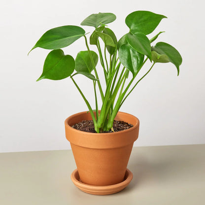 Monstera Split-Leaf Deliciosa