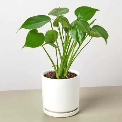 Monstera Split-Leaf Deliciosa