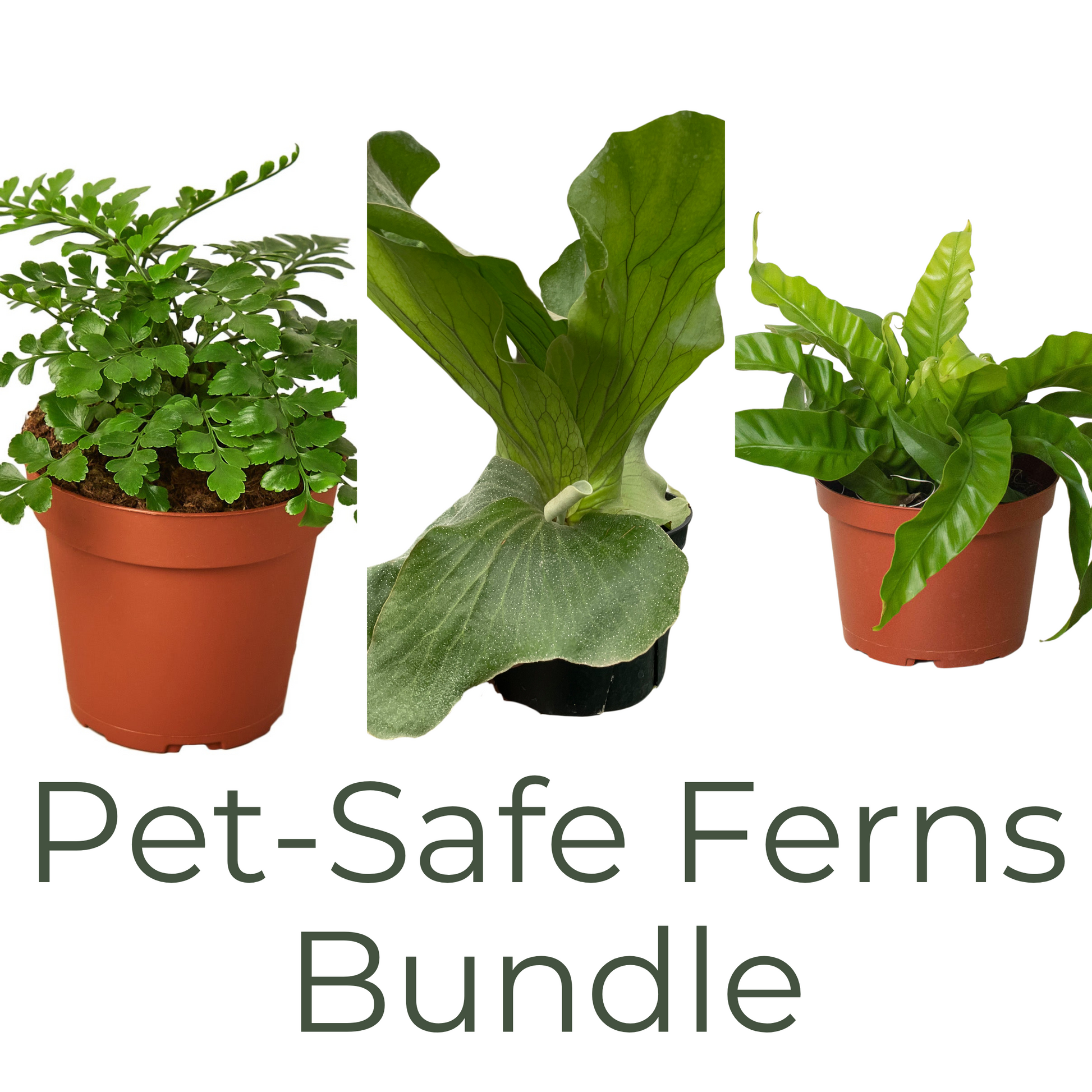 Pet-Safe Houseplants Bundle including Austral Gem Fern, Elephant Ear Staghorn Fern, and Asplenium Antiquum Hurricane Bird's Nest Fern