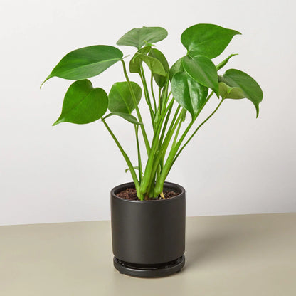 Monstera Split-Leaf Deliciosa