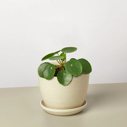 Pilea Peperomioides in decorative pot