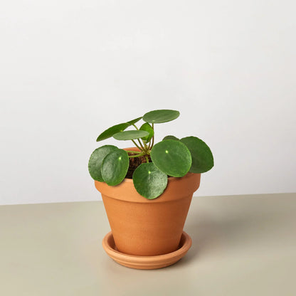 Pilea Peperomioides in terracotta pot