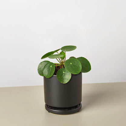 Pilea Peperomioides in decorative pot