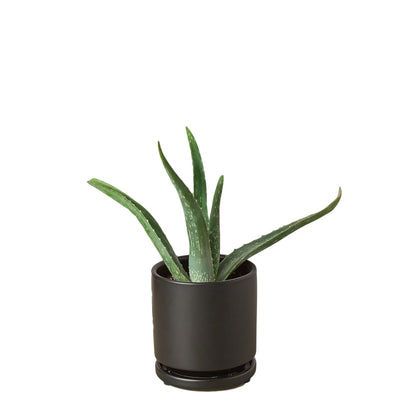 Aloe Vera in black pot