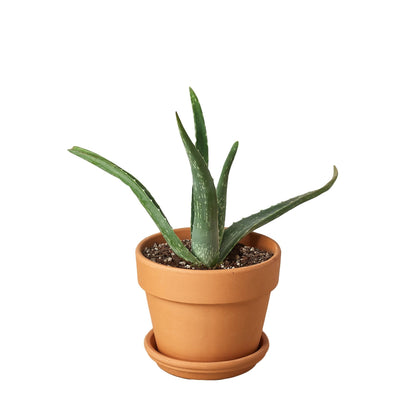 Aloe vera plant in terracotta pot. 