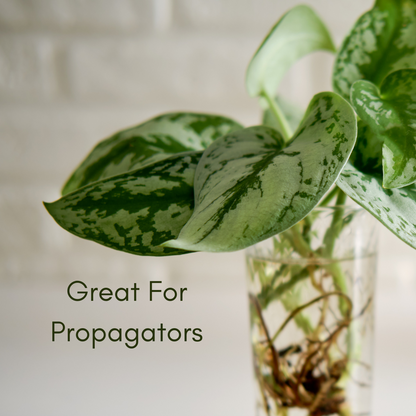 Scindapsus Exotica Propogation