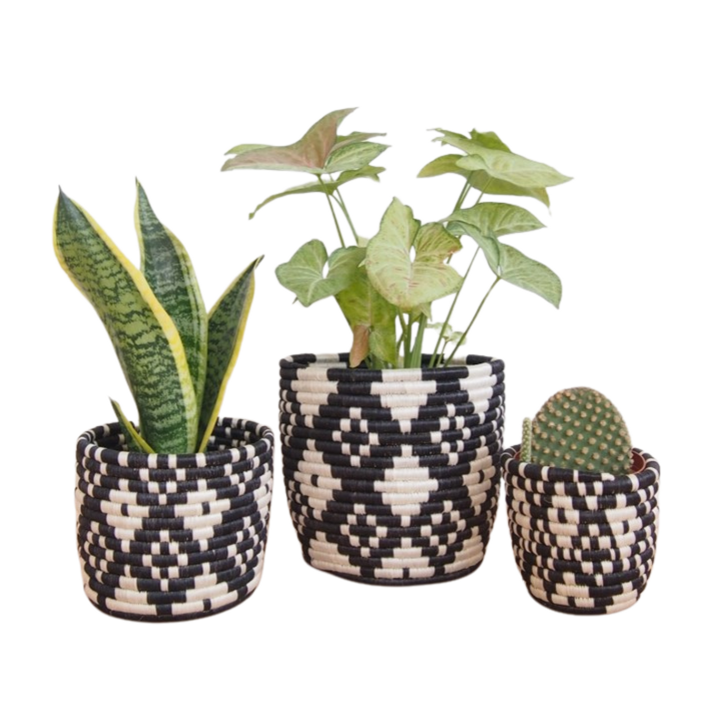 Ndora Baskets with plants