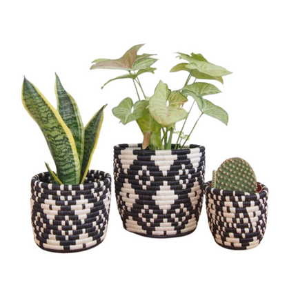 Ndora Baskets with plants