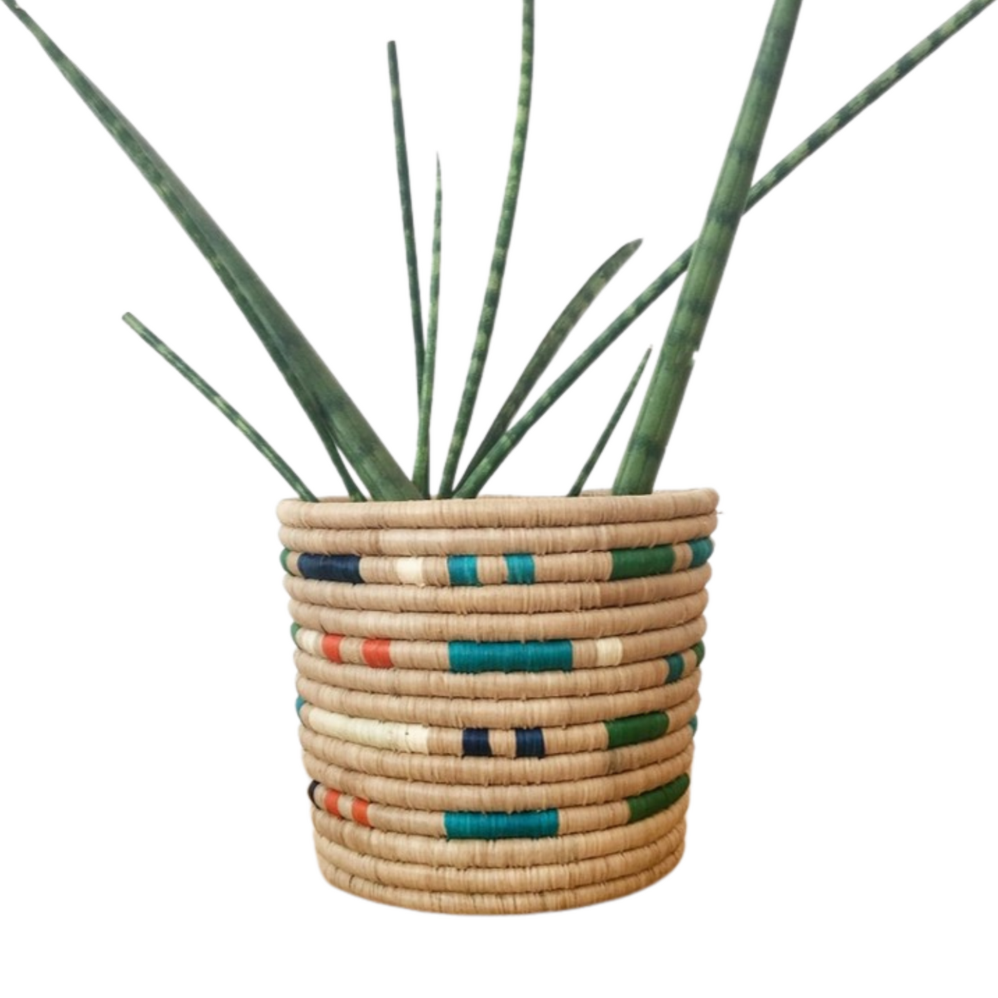 Butembo Basket with plant