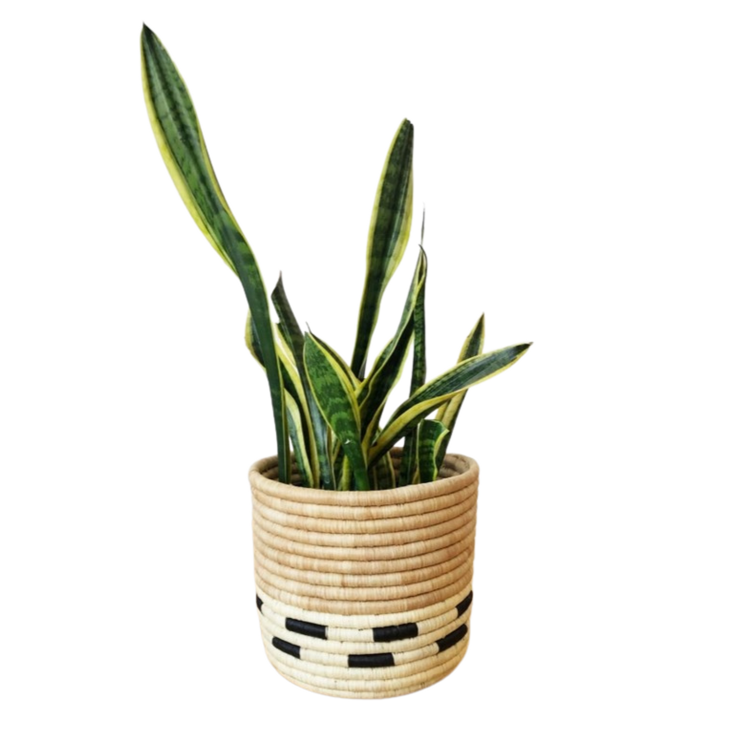 Mazuru Basket with Plant