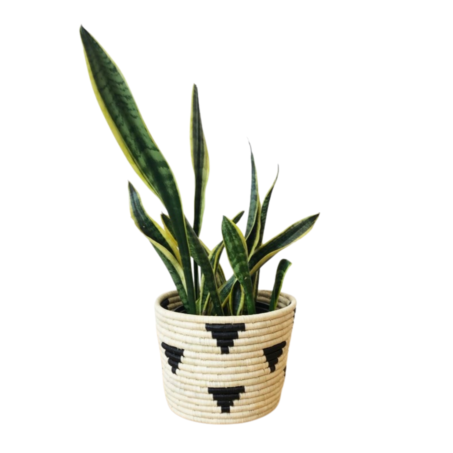 Mirango Basket with Snake Plant