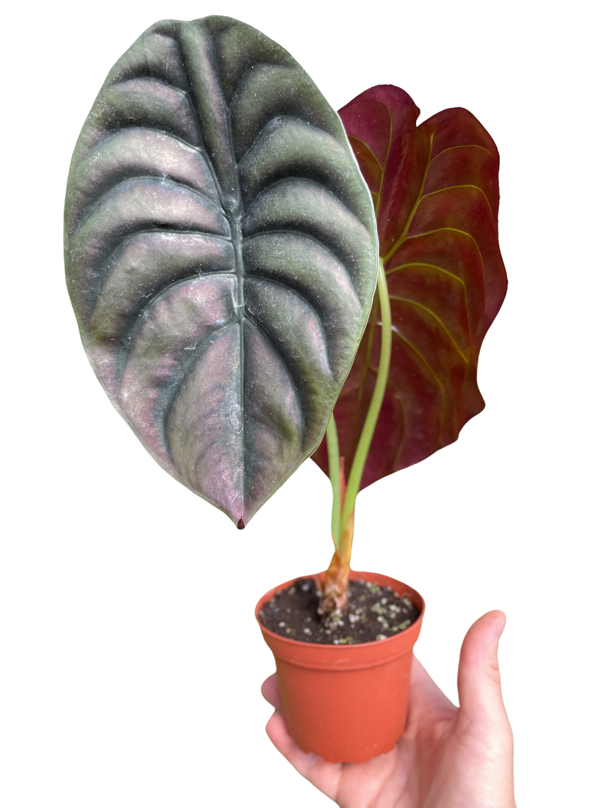 Alocasia Red Secret