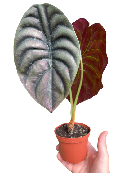 Alocasia Red Secret