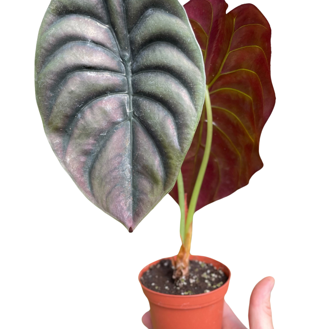 Alocasia red secret