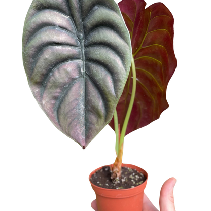 Alocasia red secret