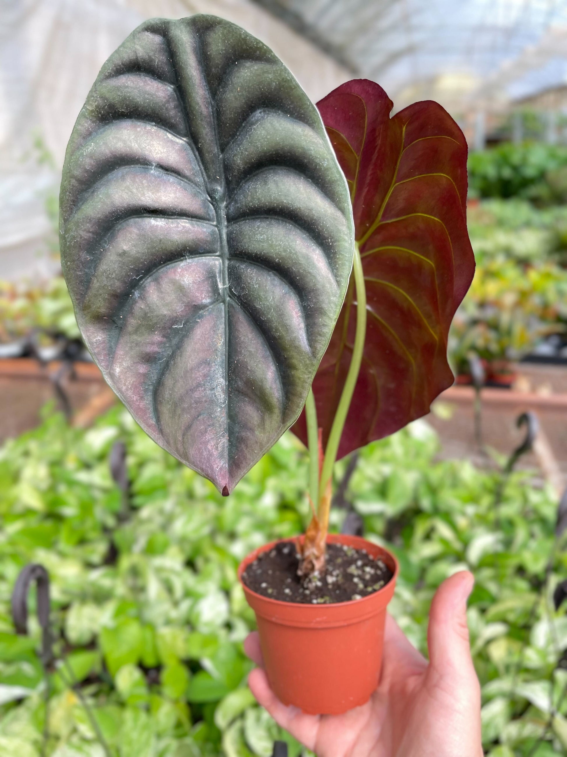 Alocasia cuprea