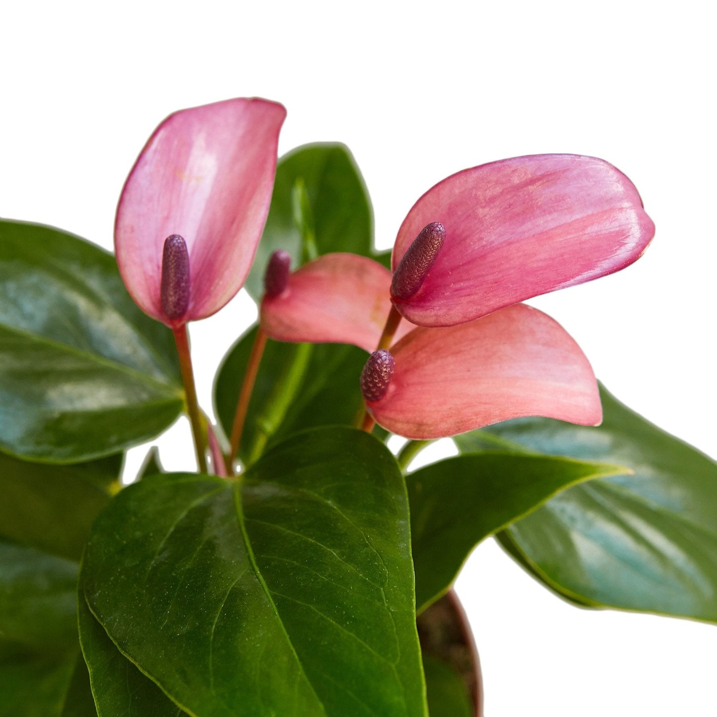 Anthurium Purple Blooms 