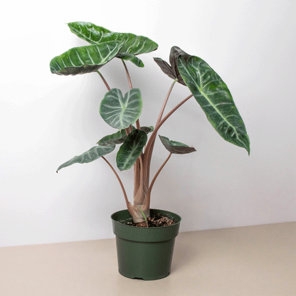 Alocasia Pink Dragon in a 6 inch nursery pot. 