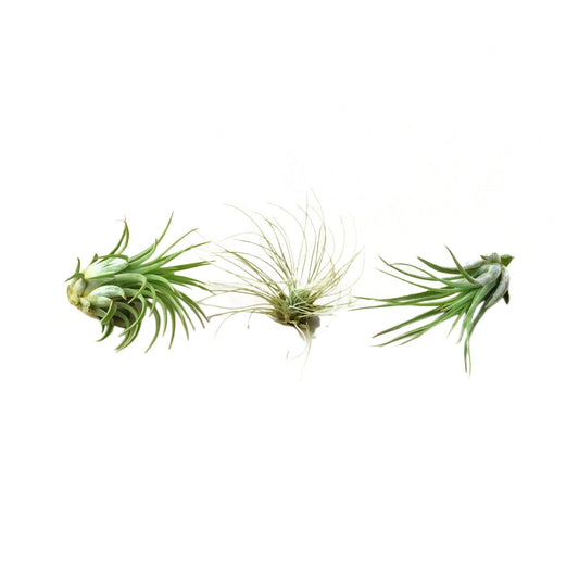 Tillandsia Air Plant Variety Pack