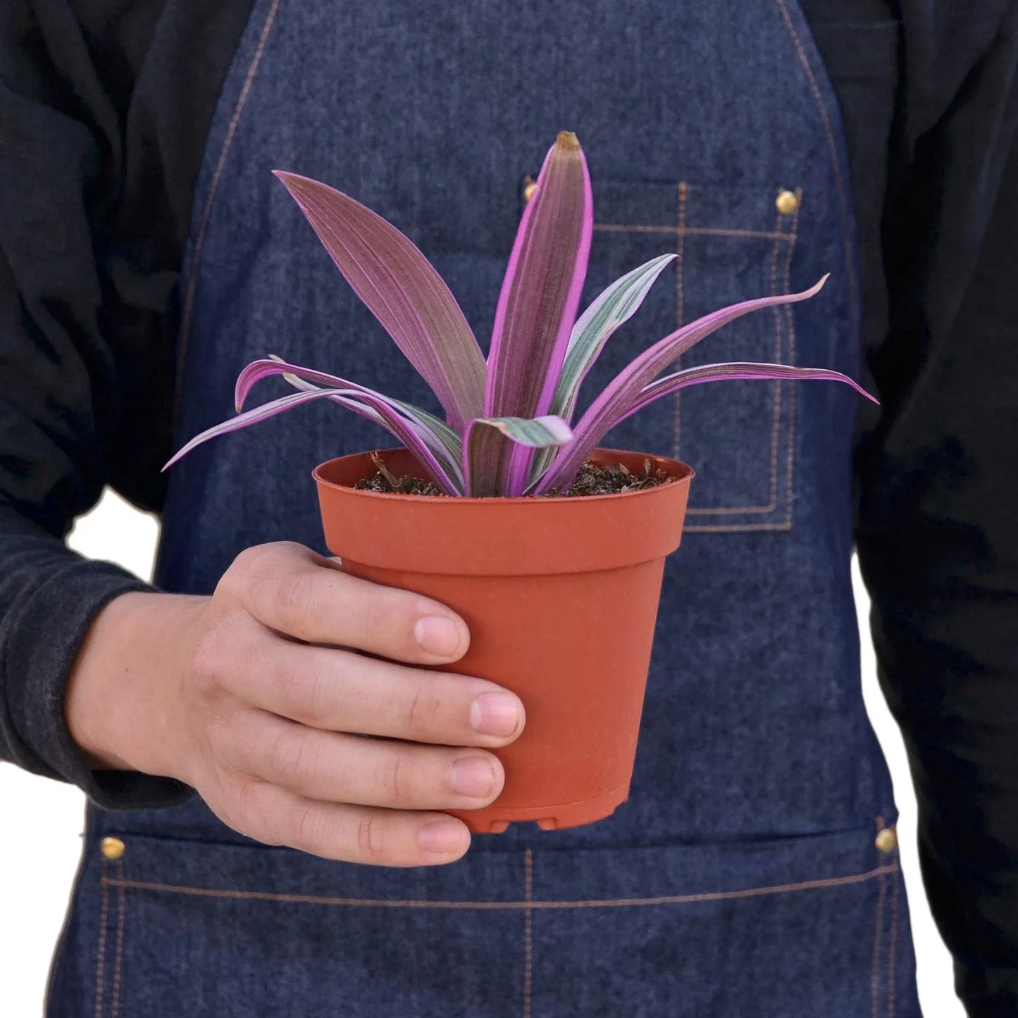 Oyster Plant 'Moses in the Cradle'