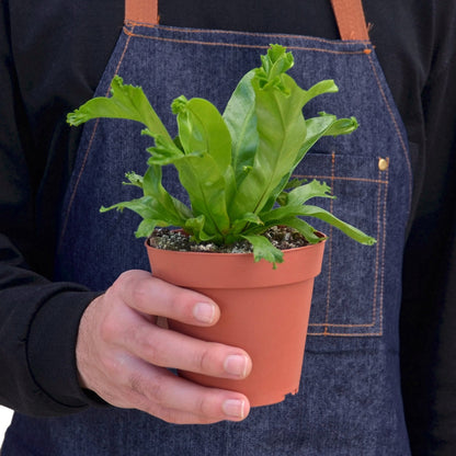 Birds nest Fern Leslie