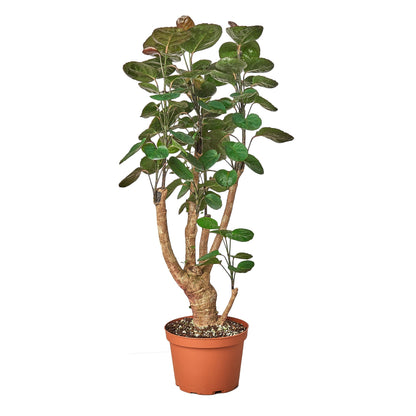 Aralia Fabian Stump Plant in a 6 inch pot. Over time can grow to 8 feet tall. 