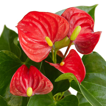 Anthurium Andraeanum Red