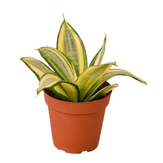 Snake Plant Gold Hahnii 4"