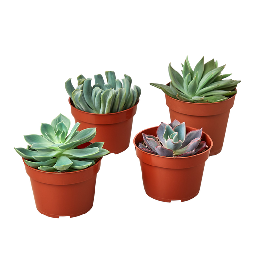 Echeveria Succulent Variety Pack 4" Pots
