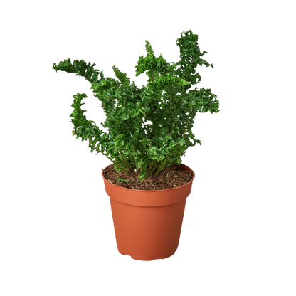 Emina Fern (Nephrolepis exaltata) in a brown 4 inch nursery pot. 
