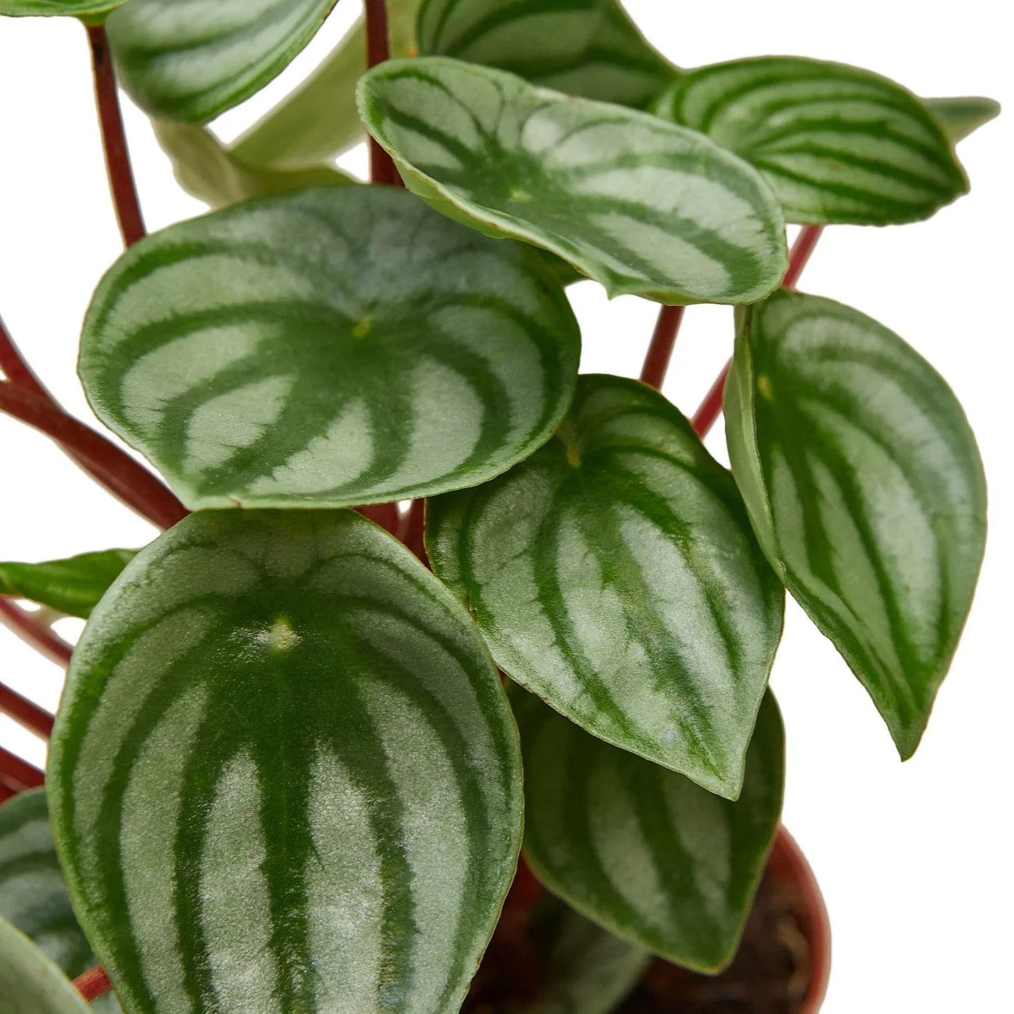 Peperomia Watermelon