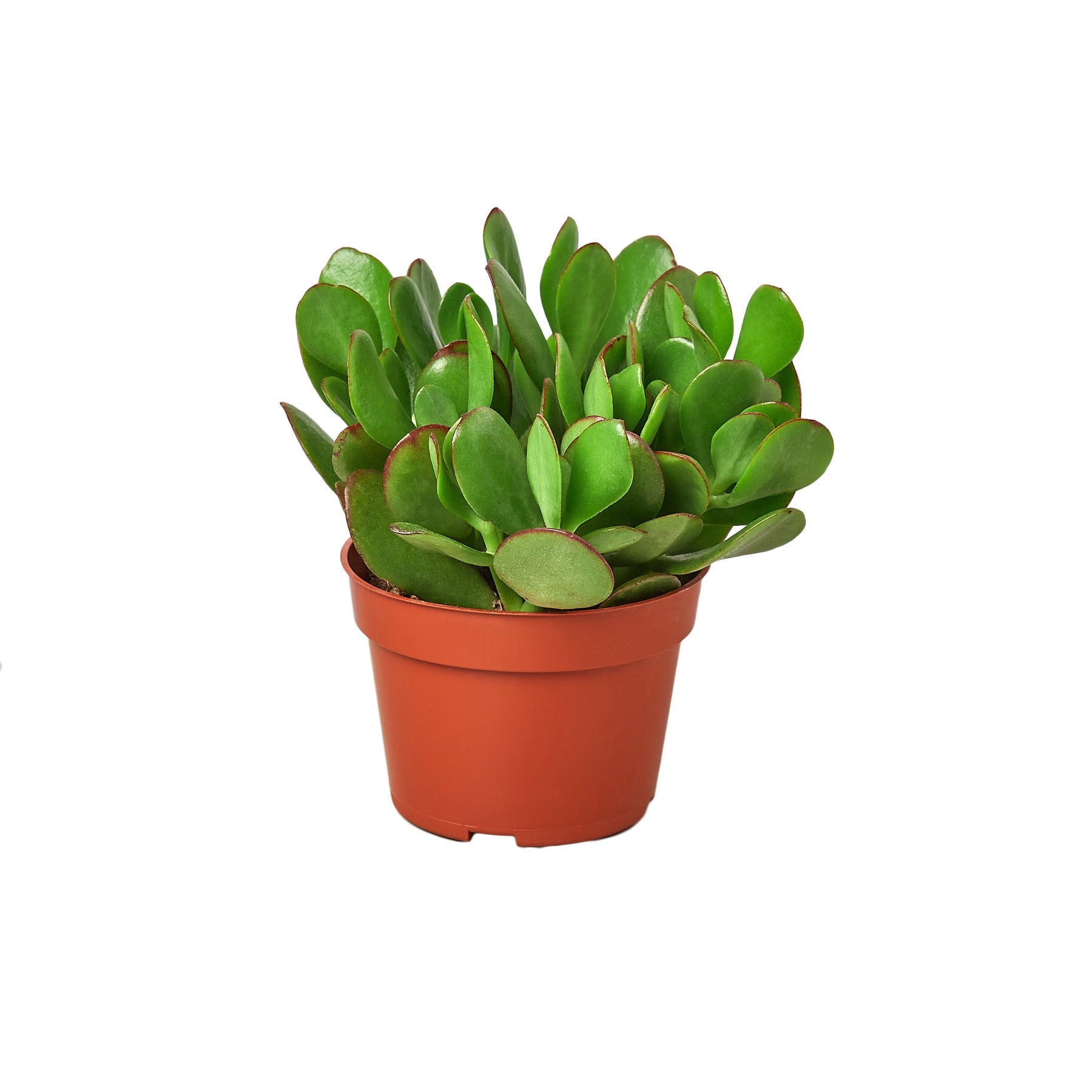 Jade Succulent Plant in 4 inch nursery pot