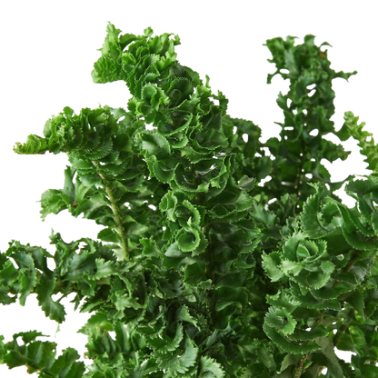 Close up of Emina Fern (Nephrolepis exaltata)